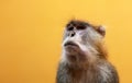 Patas monkey portrait. Orange background. Royalty Free Stock Photo