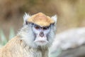 Patas Monkey Portrait Royalty Free Stock Photo