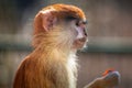 Patas monkey portrait Royalty Free Stock Photo