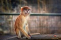 Patas monkey portrait Royalty Free Stock Photo