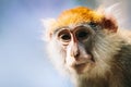 Patas monkey portrait Royalty Free Stock Photo