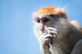 Patas monkey portrait Royalty Free Stock Photo