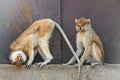 Patas monkeys