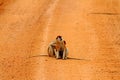 Patas Monkeys on a Dirt Road