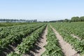 Patato fields in holland