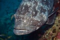 Patato Grouper