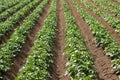 patato plants on a field