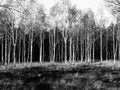Patch of birch trees black/white zoomlevel 3 Royalty Free Stock Photo