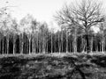 Patch of birch trees black/white zoomlevel 2 Royalty Free Stock Photo