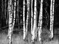 Patch of birch trees black/white zoomlevel 5 Royalty Free Stock Photo