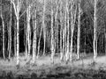 Patch of birch trees black/white zoomlevel 4 Royalty Free Stock Photo