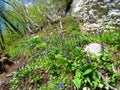 Patch of blue bugle (Ajuga genevensis) flowers