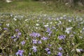 A patch of bluets and white violets blooming in the spring Royalty Free Stock Photo