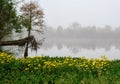 A patch of bright yellow daisies on the bank of a slough at Guste Island Louisiana Royalty Free Stock Photo