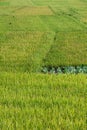 A patch of cabbage in the rice fields