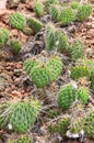Patch of Cactus Royalty Free Stock Photo