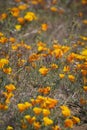 Patch of California Poppy flowers in a meadow Royalty Free Stock Photo