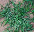 A Patch of Common Crabgrass