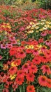 Patch of cone flowers echinacea