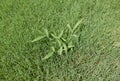 Crabgrass weed in a lawn Royalty Free Stock Photo