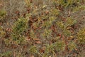 A patch of dead grass and leaves