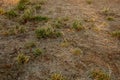 A patch of dead grass and leaves