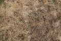 A Patch of Dead Grass Texture