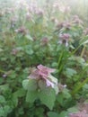 Patch of dead-nettle plants Royalty Free Stock Photo