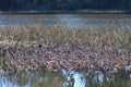 Dense reeds in shallow lake