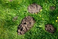 A patch of dirt with three holes in the grass Royalty Free Stock Photo