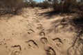 patch of dried mud, with visible tracks and signs of animal presence Royalty Free Stock Photo