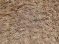 A Patch of Dry Dead Grass