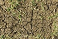 Patch of dry earth Royalty Free Stock Photo