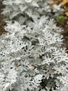 A patch of dusty miller