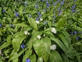 Patch of English bluebells and wild garlic