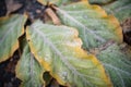 patch of frosted leaves in morning shade