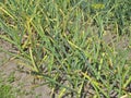 Patch with garlic. Growing garlic in garden Royalty Free Stock Photo