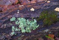 Green Foliate Lichen on Dead Tree