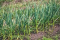 Patch with green garlic. Vegetable growing in garden Royalty Free Stock Photo