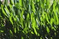 Patch of green pickerelweed leaves in sun