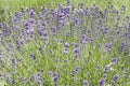 Deeply colored Lavender plants Royalty Free Stock Photo