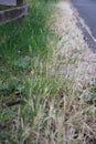 A patch of long overgrown grass one half dead one half healthy