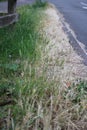 A patch of long overgrown grass one half dead one half healthy