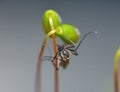Moss - Sporophytes little black fly