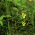 A patch of Partridge Peas in a lush, green wetland meadow