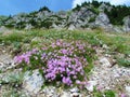 Patch of pink flowering Dianthus sternbergii Royalty Free Stock Photo