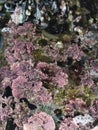 patch of pink frilly seaweed with a cluster of mussels and a sea anemone in a tidepool Royalty Free Stock Photo