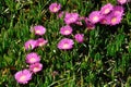 Patch of pink Hottentot figs in Brittany