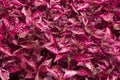Patch of pink jem strap leaf caladiums Royalty Free Stock Photo