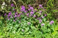 Purple annual honesty flowers